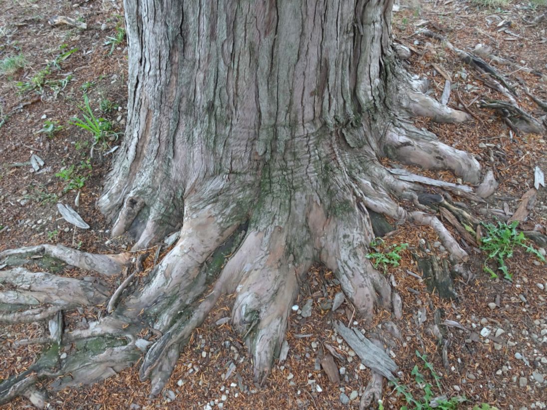 Tasso_Castelvetro di Modena_Ghedini(4)